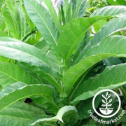 long-red-tobacco