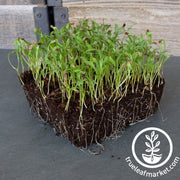 lovage-seeds-microgreens