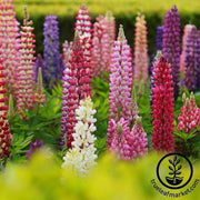 lupine-russell-strain-mixture-flower-seeds