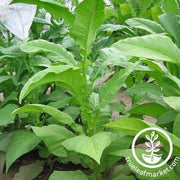 madole-tobacco