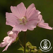 malva-moschata-choice-rosea-flower-seeds