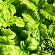 mammoth-basil