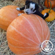 mammoth-gold-pumpkin-Comp