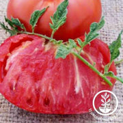 mariannas-peace-tomato