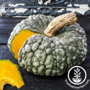 marina-di-chioggia-squash