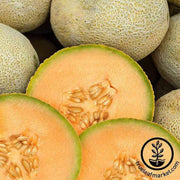 melon-cantaloupe-edisto-47-seeds