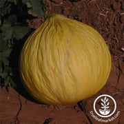 melon-casaba-golden-beauty-seeds