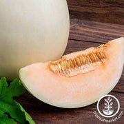 melon-honeydew-orange-flesh-seeds