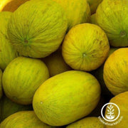 melon-seeds-amarillo-oro