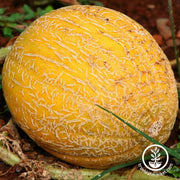 melon-seeds-ananas