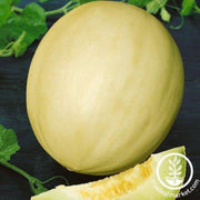 melon-seeds-bodacious-f1
