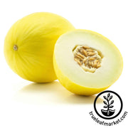 melon-seeds-cantaloupe-golden-delicious
