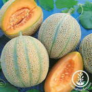 melon-seeds-delightful-f1