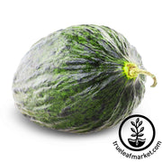 melon-seeds-early-valencia