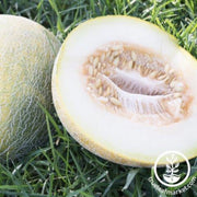 melon-seeds-eindor