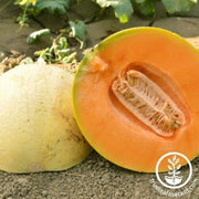melon-seeds-extravagant-f1