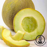 melon-seeds-galia-gallo