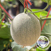 melon-seeds-inspire-f1