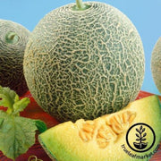 melon-seeds-scrumptious-f1