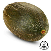 melon-seeds-tendral-verde-tardif