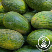 melon-seeds-valencia-late