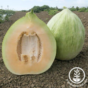 melon-seeds-white-crenshaw