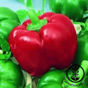 mexibell-hybrid-f1-hot-pepper