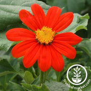 mexican-sunflower-seed