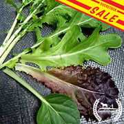 Lettuce Seeds - Mixed Greens - Gourmet Mixture Overstock