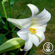 Easter Lily Bulbs - Miracle