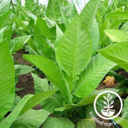 monte-calme-yellow-tobacco
