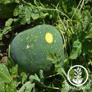 moon-stars-watermelon