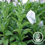 mopan-mayan-tobacco