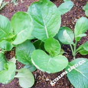 mustard-seeds-japanese-komatsuna