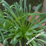 mustard-seeds-mibuna-green-spray-hybrid