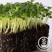 mustard-seeds-mibuna-microgreens
