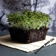 mustard-seeds-red-capital-microgreens-seeds