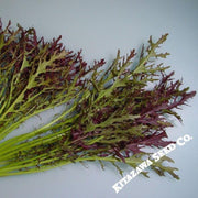 mustard-seeds-ruby-streak