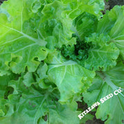 mustard-seeds-tokyo-bekana-organic