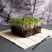 mustard-seeds-tsa-tsai-round-microgreens-seeds