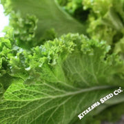 mustard-wasabi-seeds