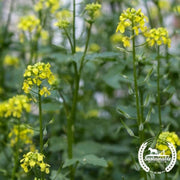mustard-white-ice-organic
