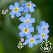 myosotis-forget-me-not-compindi-flower-seeds