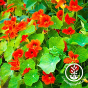 nasturtium-seeds-empress-of-india-organic