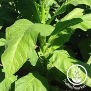 negro-black-tobacco