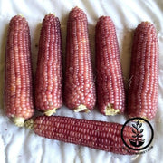 neon-pink-corn