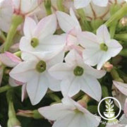 nicotiana-starmaker-series-flower-seeds