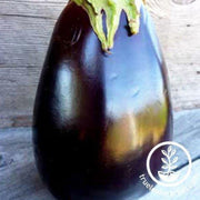 odyssey-f1-hybrid-eggplant
