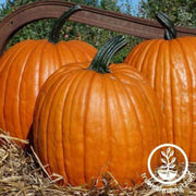 ol-zebs-pumpkin