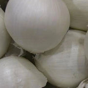 onion-bunching-southport-white-globe-404